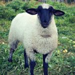 hobby farm sheep