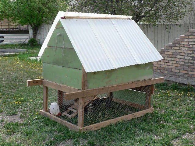 A green chicken coop with white roofing and chicken wire fencing around the bottom