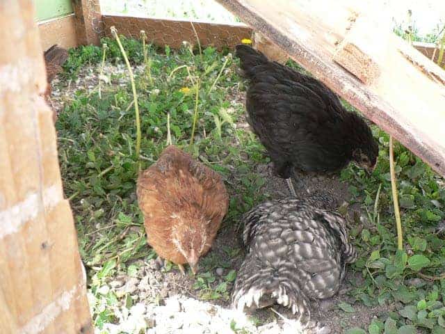 Three chickens in a grassy fenced area under a chicken coop