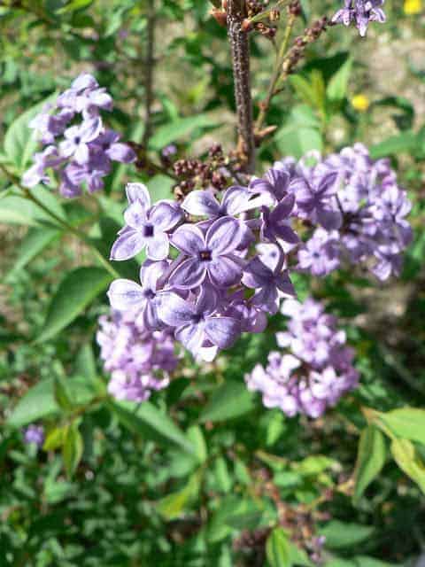 A close-up of purple lilac flowers growing on a lilac bush