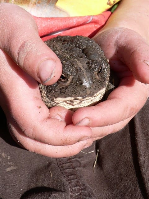 A chubby brown toad in a child's hands