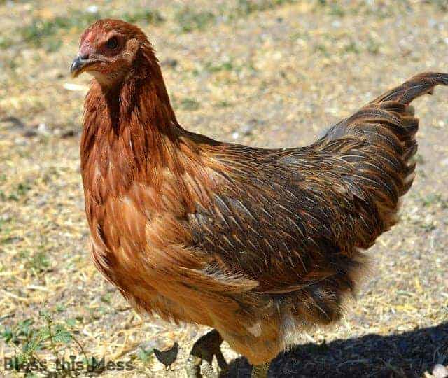 A reddish brown chicken outside