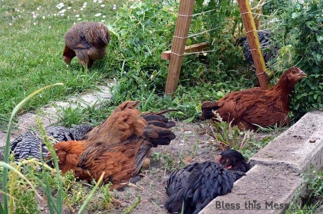 A group of brown and black chickens in a grassy garden