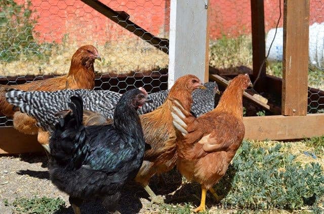 A group of five chickens in a fenced outdoor area.