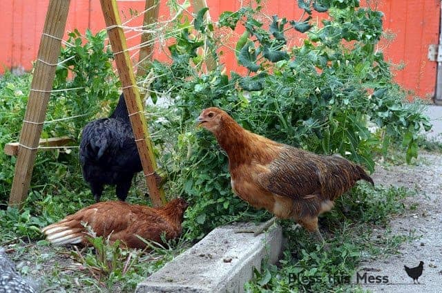 Three chickens in a garden eating fresh peas