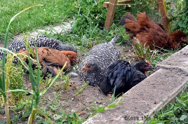 Several chickens bathing in the mud outdoors