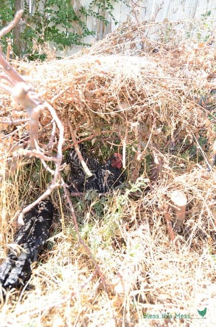 A black and white chicken under a pile of sticks and brush