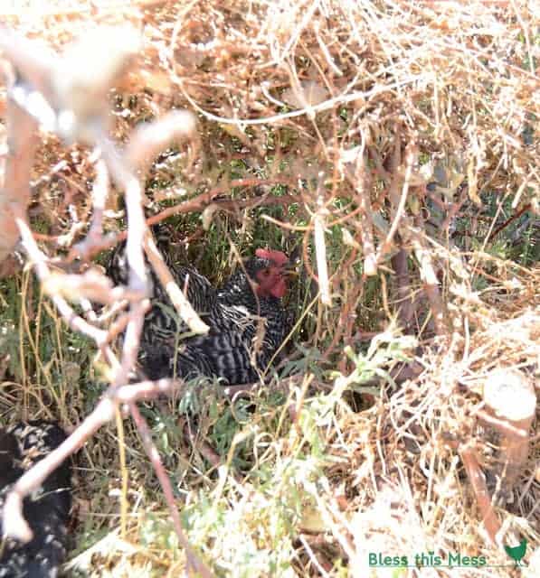 A black and white chicken with red head hiding under a pile of sticks and brush