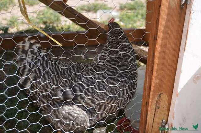 A black and white chicken behind chicken wire fence