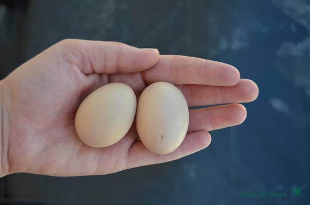 An open hand holding two eggs