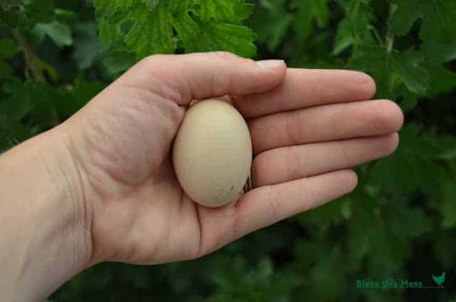 A flat hand holding an egg with green plants in the background