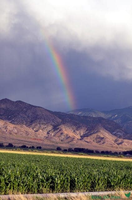 Rainbow behind mountains with green grassy field in the foreground