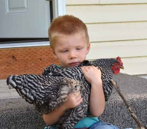 kiddo holding a large chicken
