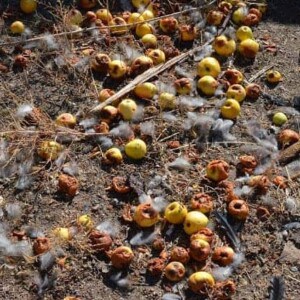 apples rotting upon the autumn ground