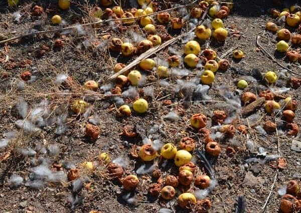 apples rotting upon the autumn ground