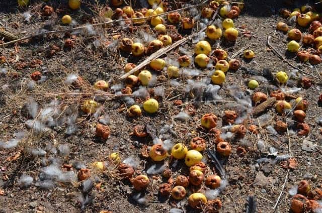 apples rotting upon the autumn ground