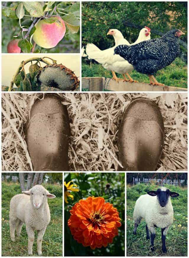 Hobby farm