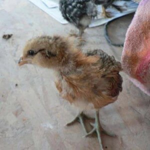 baby chicken