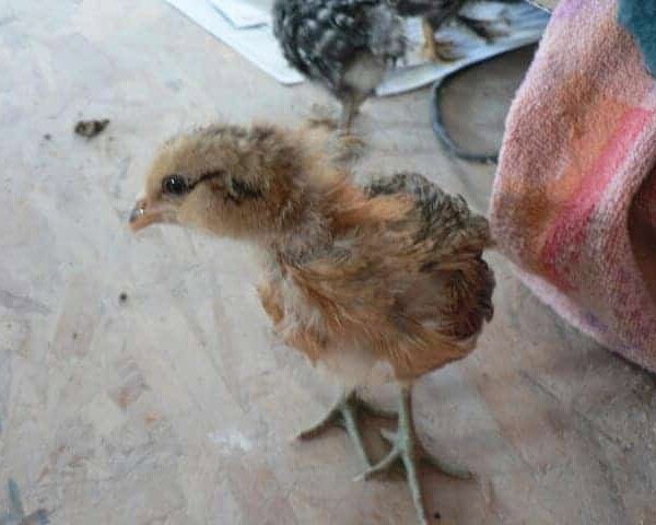 baby chicken