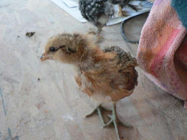 baby chicken