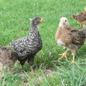 teenage chickens