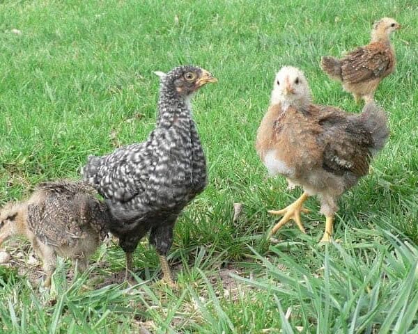 teenage chickens