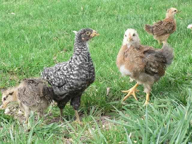 teenage chickens