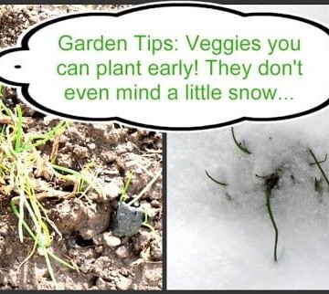 Cold Hardy Vegetable Garden