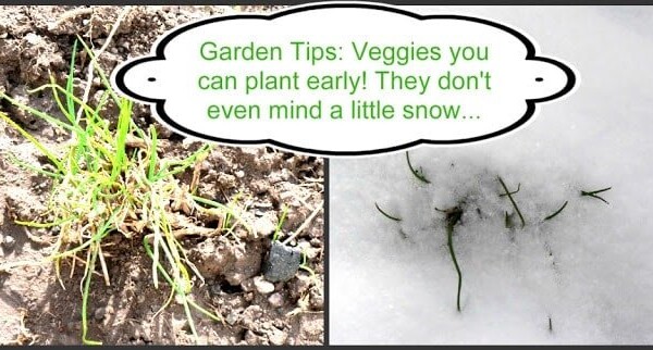text " garden tips: which veggies you can plant early and don't mind a little snow!"