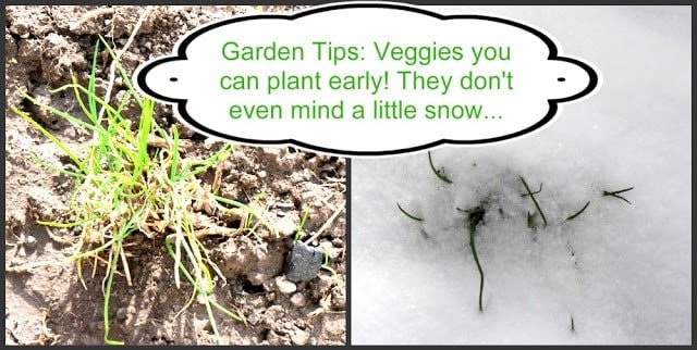 text " garden tips: which veggies you can plant early and don't mind a little snow!"