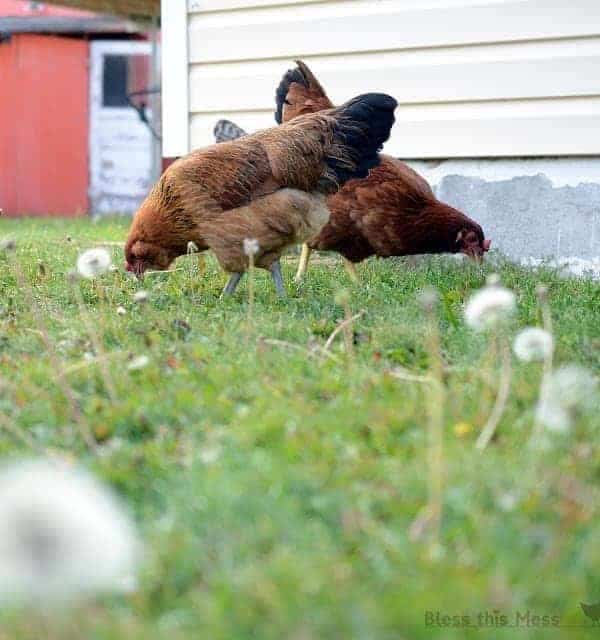 chickens in the yard pecking grass