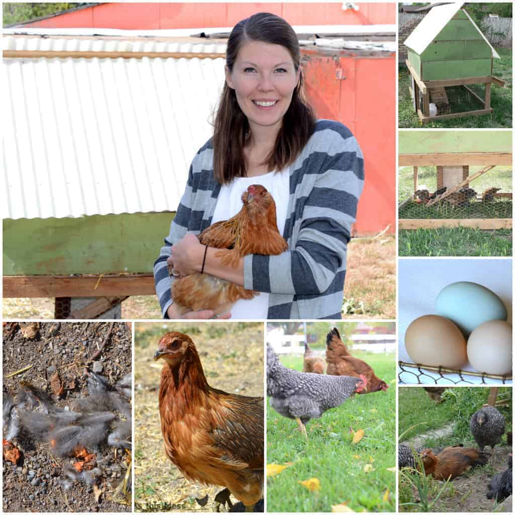 raising chickens at home
