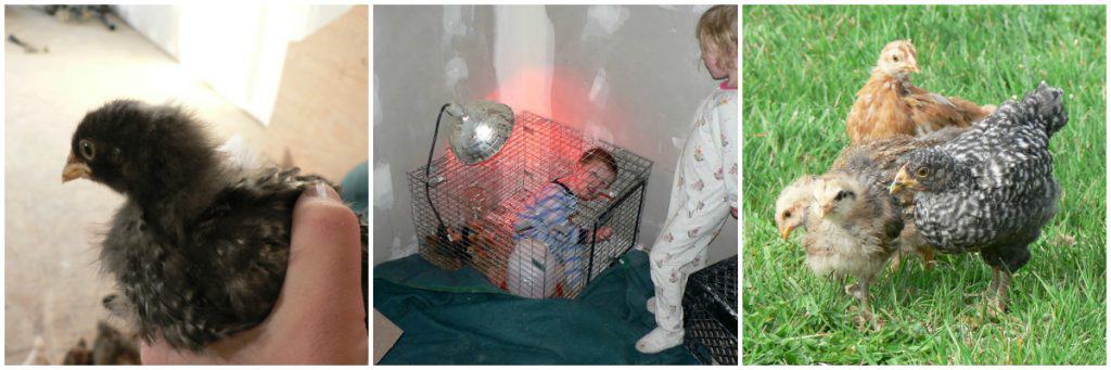 young chicken breeds