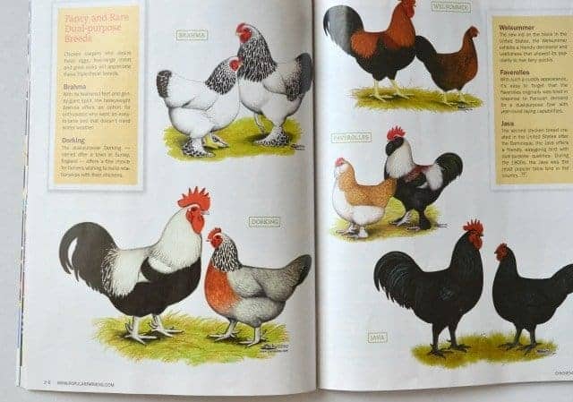 chicken mag