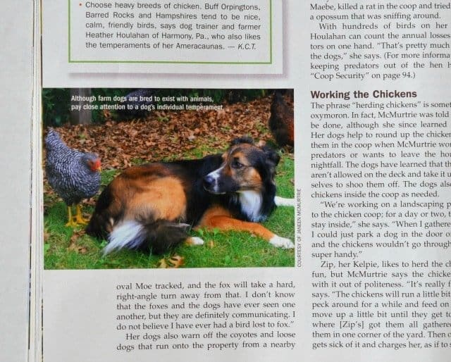 chicken magazine 5