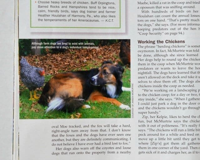 chicken magazine 5