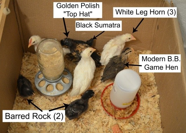 chick breed poster, chicken breed golden polish chick, white leg horn breed, barred rock breed chicks, Modern B.B. game hen chick