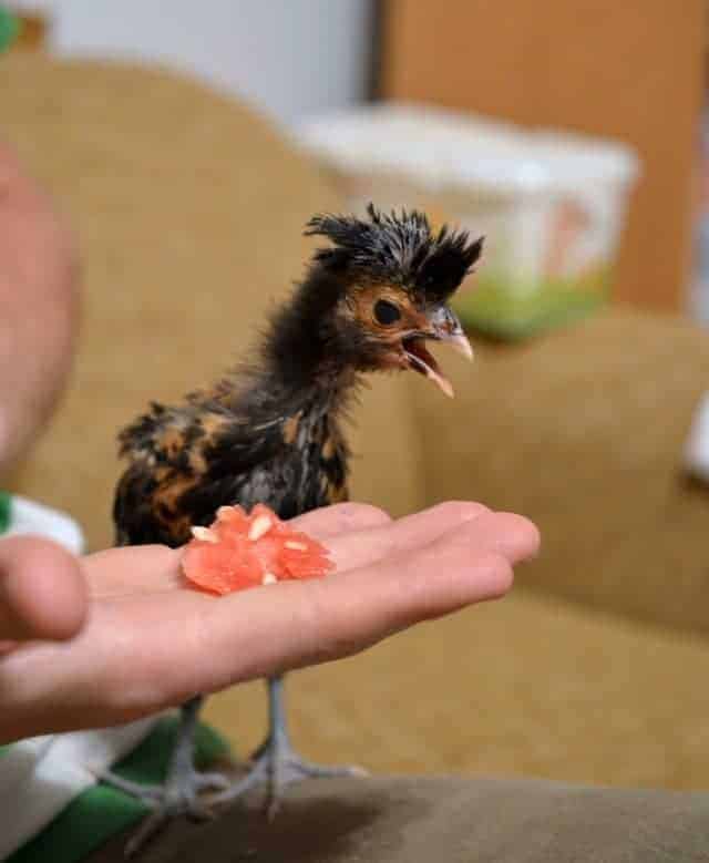 chicks and watermelon, giving chicks treats to make them friendly