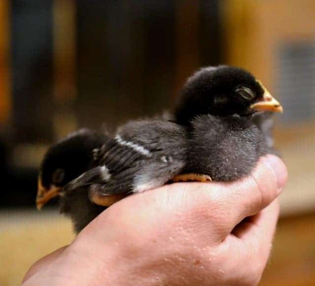 chicks asleep in hands, barred rock chicken breeds, sleeping chicks, sleeping chickens