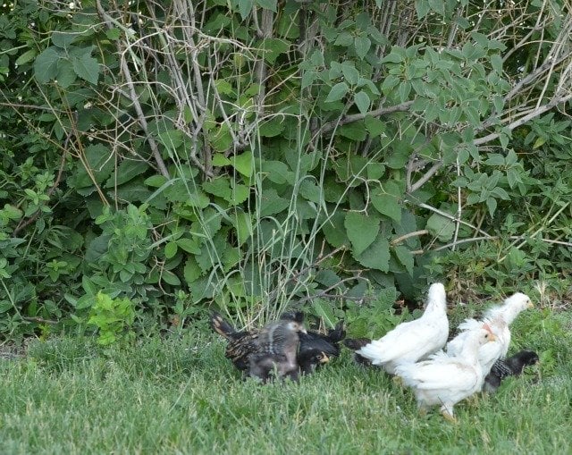 chicks in the yard