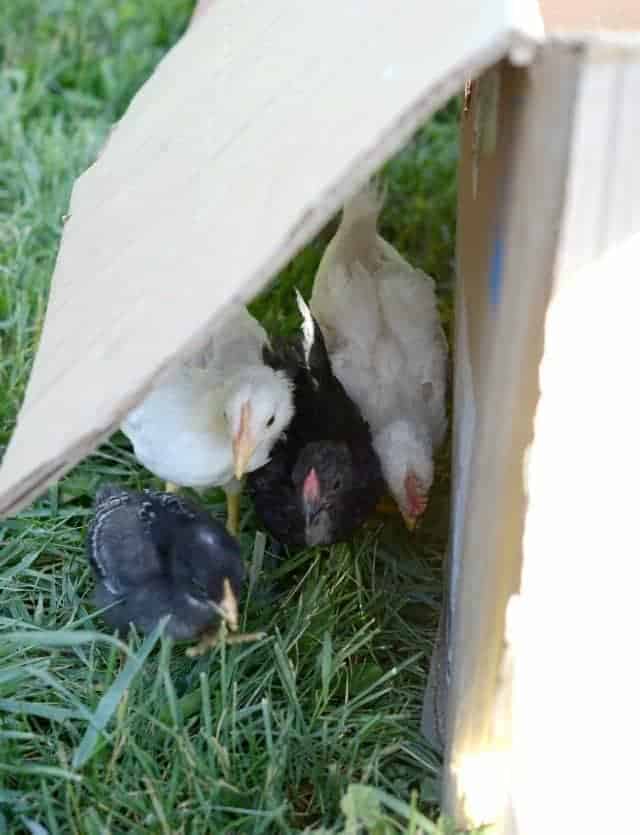 chicks playing in the grass