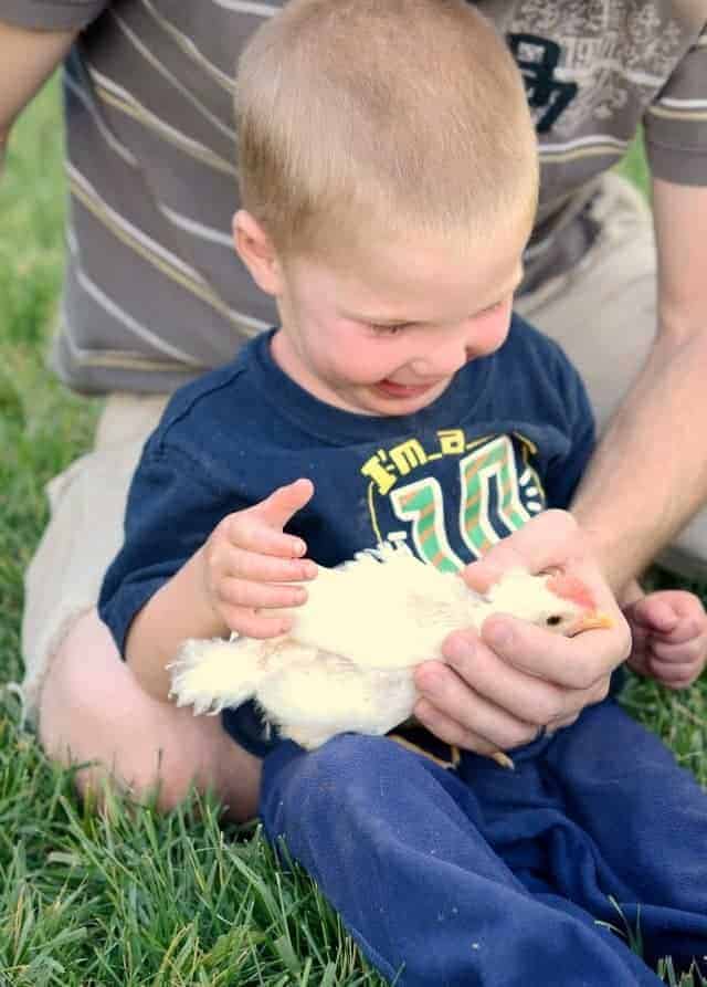 chicks playing with baby, backyard chickens, baby with chick