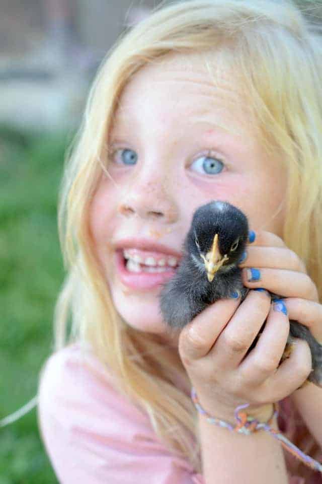 chicks with May, kids raising chickens, backyard chickens