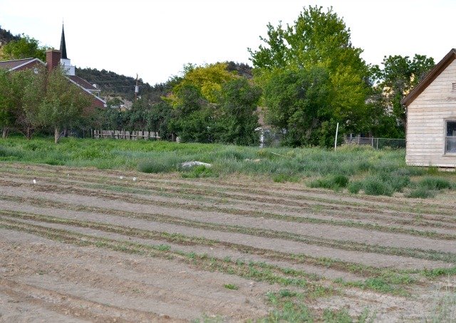 garden and an old house