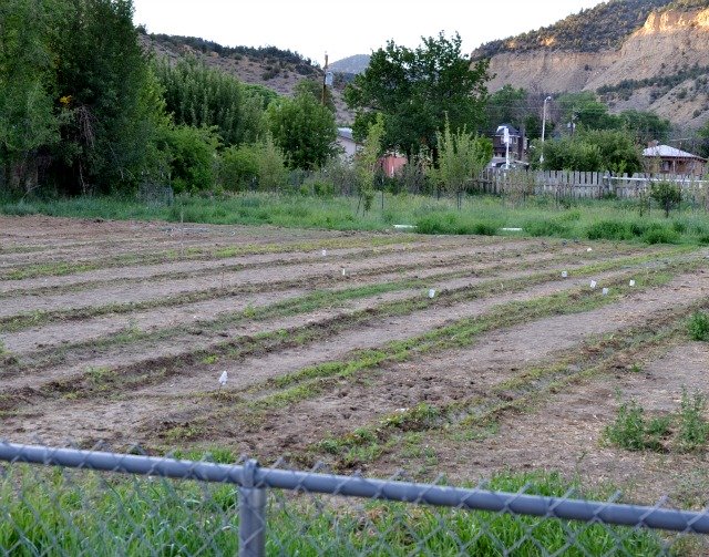 gardening at the shanty