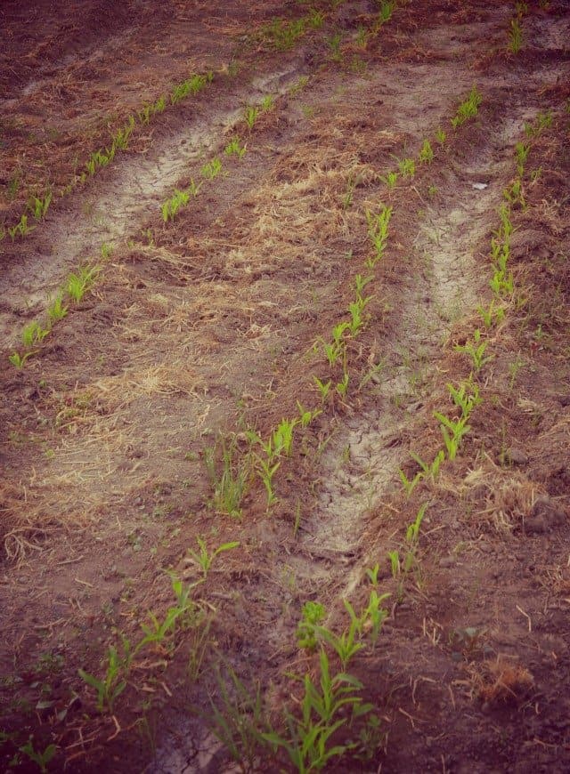 gardening tiny sweet corn