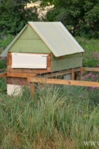 The Complete Guide to Building A Chicken Coop