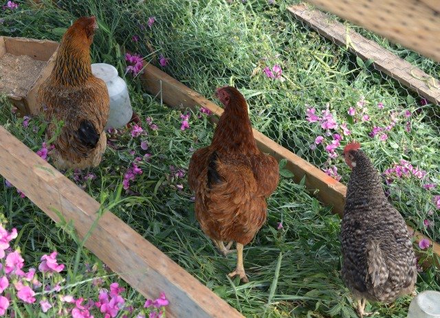 DIY chicken run with chickens