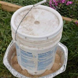 Photo of Chicken Feeder