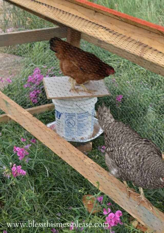 DIY chicken waterer and feeder from 5-gallon buckets from www.blessthismessplease.com chicken feeder from bucket with top perch.